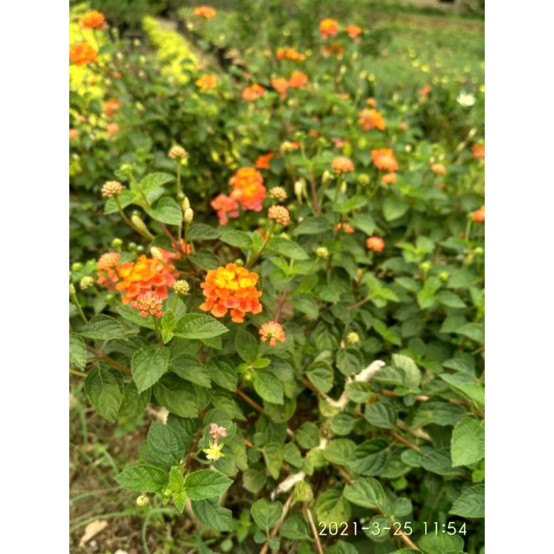 

Lantana Orange
