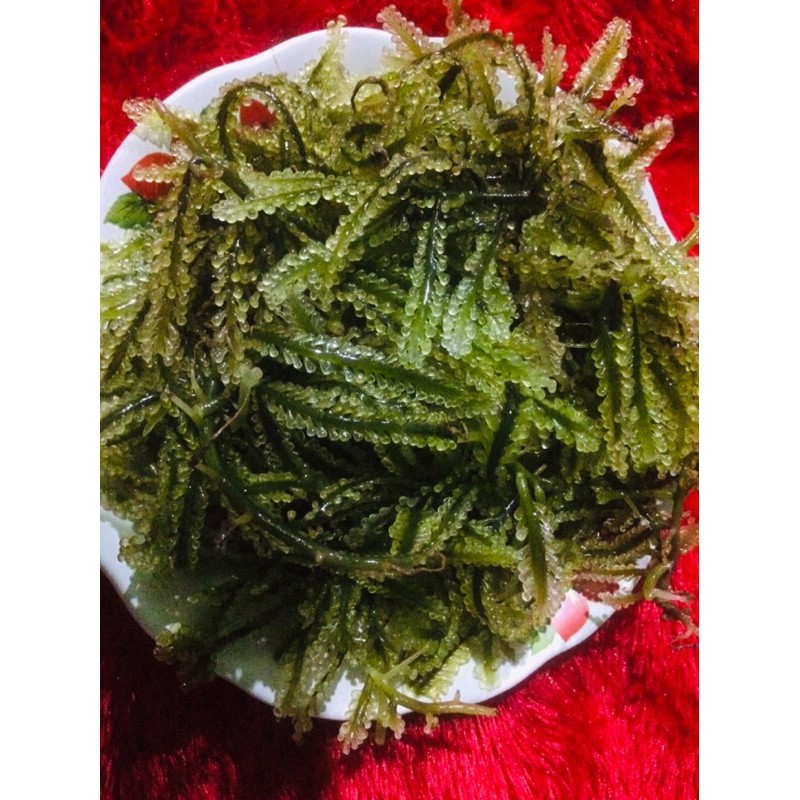 anggur laut 1kg/ latoh/ sea grepes/ lawi-lawi harga spesial