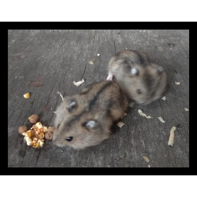 Promo Hamster Winter White Sapphire / Blue Argente /Tiger Cuci Gudang Murah