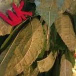 

Daun PohPohan