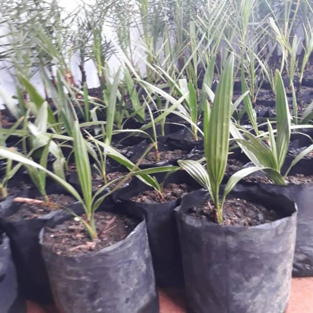 Bibit kurma H1 kuning thailand usia 8 bulan