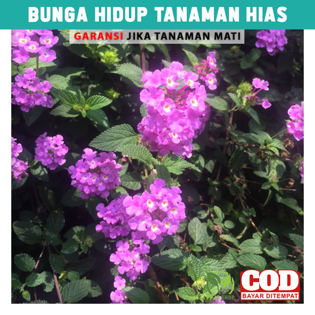 

Bunga Hidup Tanaman Hias Lantana Ungu Hiasan Taman