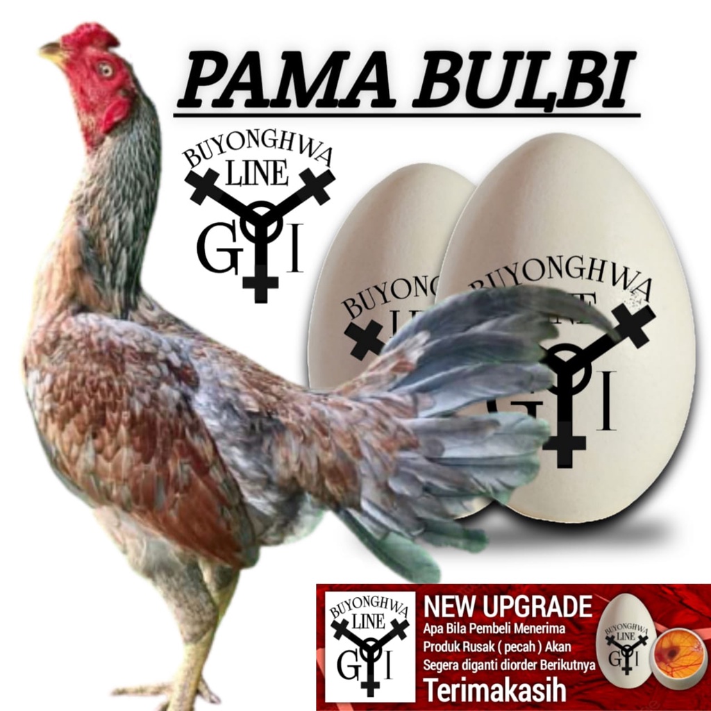 ayam pama IQ ori paket 2 butir telur segar siap tetas pamangon ninja