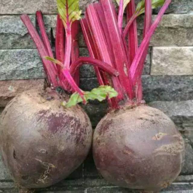 

Buah Beet Organik / Beetroot / buah bit Ganda Segar dan Sehat Per 1 Kg