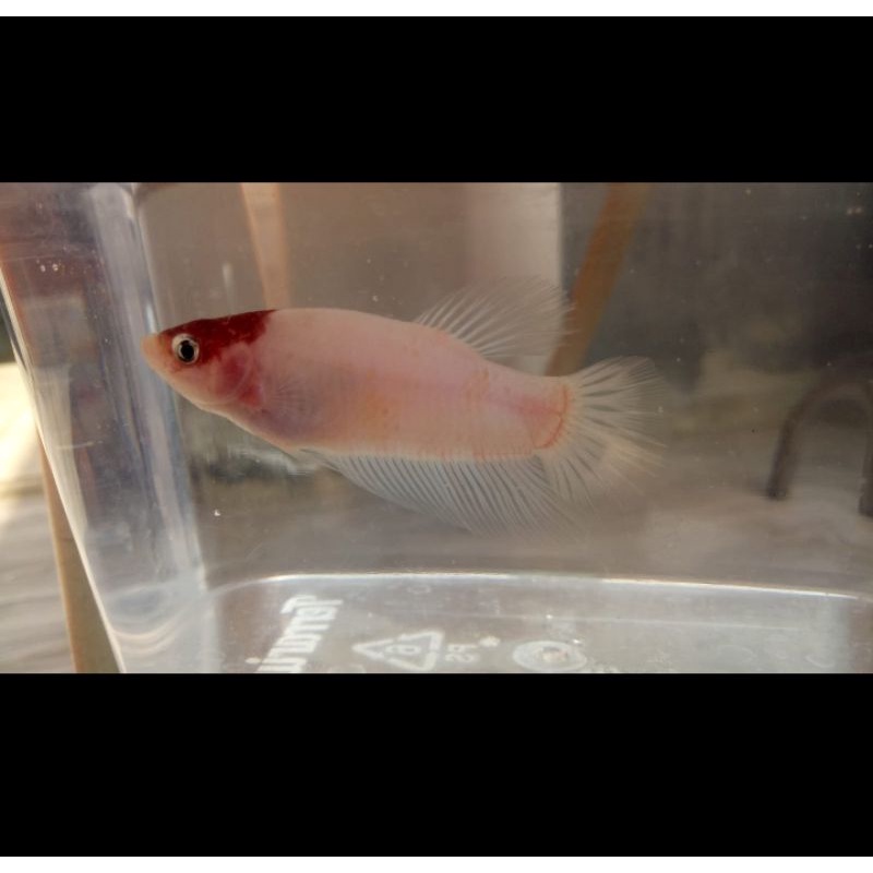 

ikan cupang giant Tancho real pict