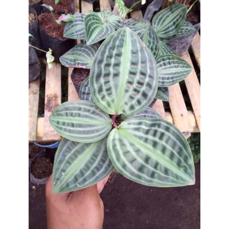 Geogenanthus Poeppigii/pacing kura