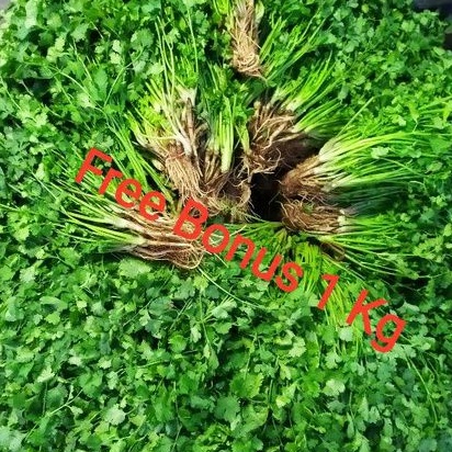 

Daun Ketumbar | Coriander | Wangsui + Gratis Bonus