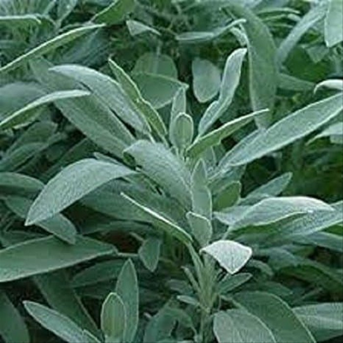 Haira Seed Bibit-BIji Sage Broadleaf