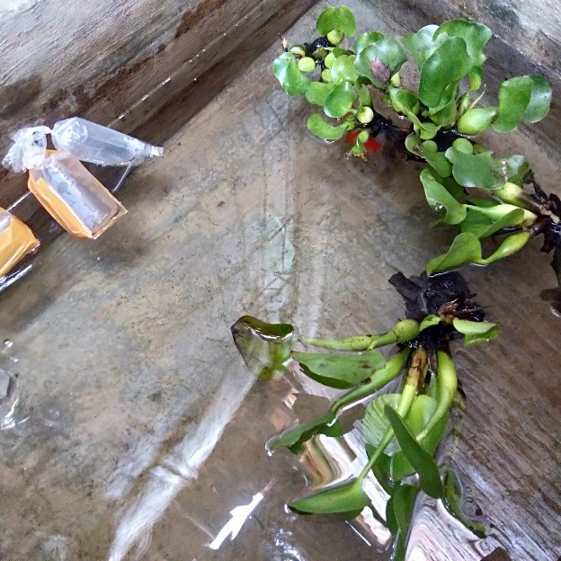 Sambungan T Selang Blower Aerator Hidroponik / Aquarium