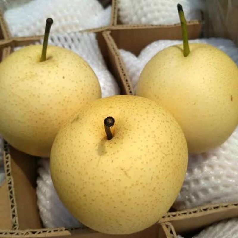 

Buah Pear Sweet segar fresh - 1 kilogram