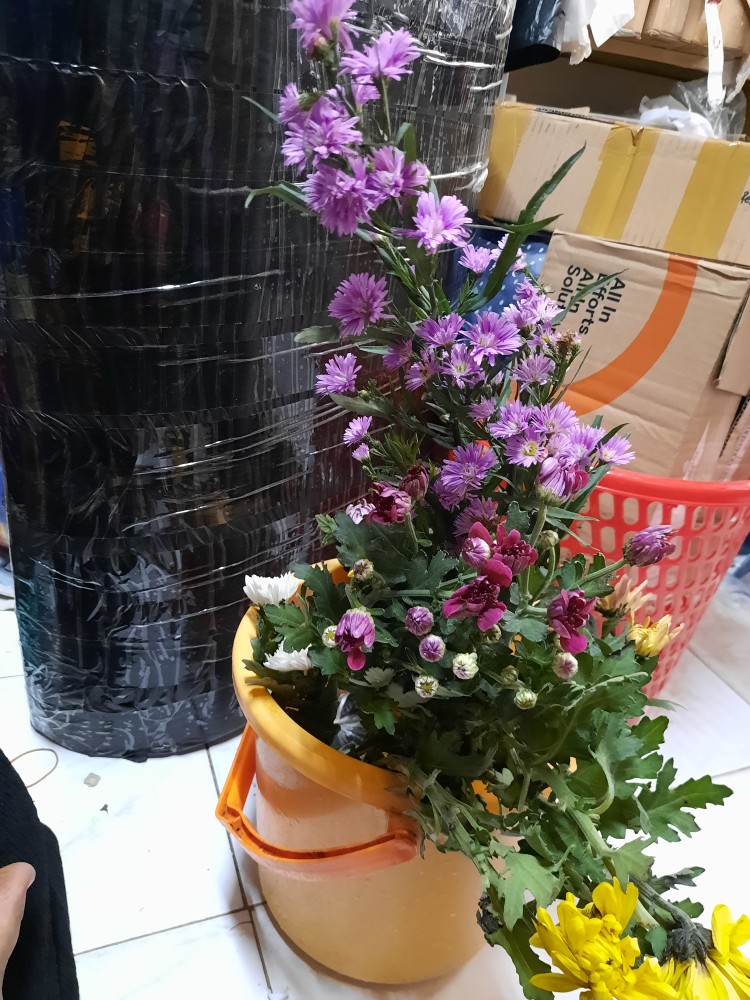 Bunga Krisan (ungu Tengah Kuning) Hidup, Berakar Sudah Berbunga