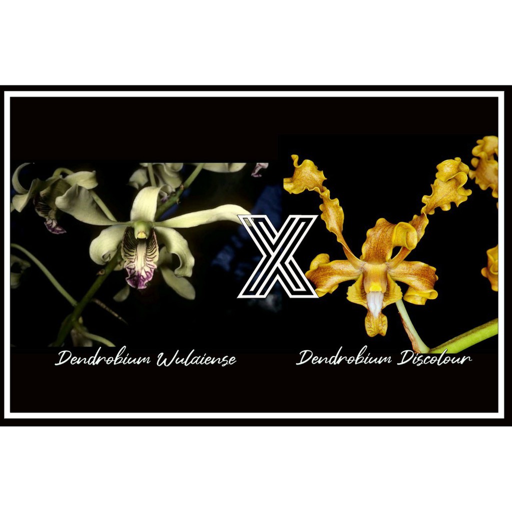 Anggrek Dendrobium Discolor x Wulaiense Remaja