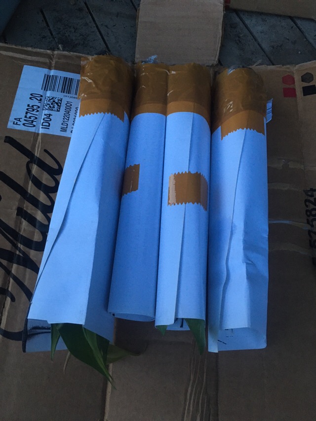 Paket Tanamn Hias Sirih Gading - Paket 4 Tanamn Hias Sirih Gading