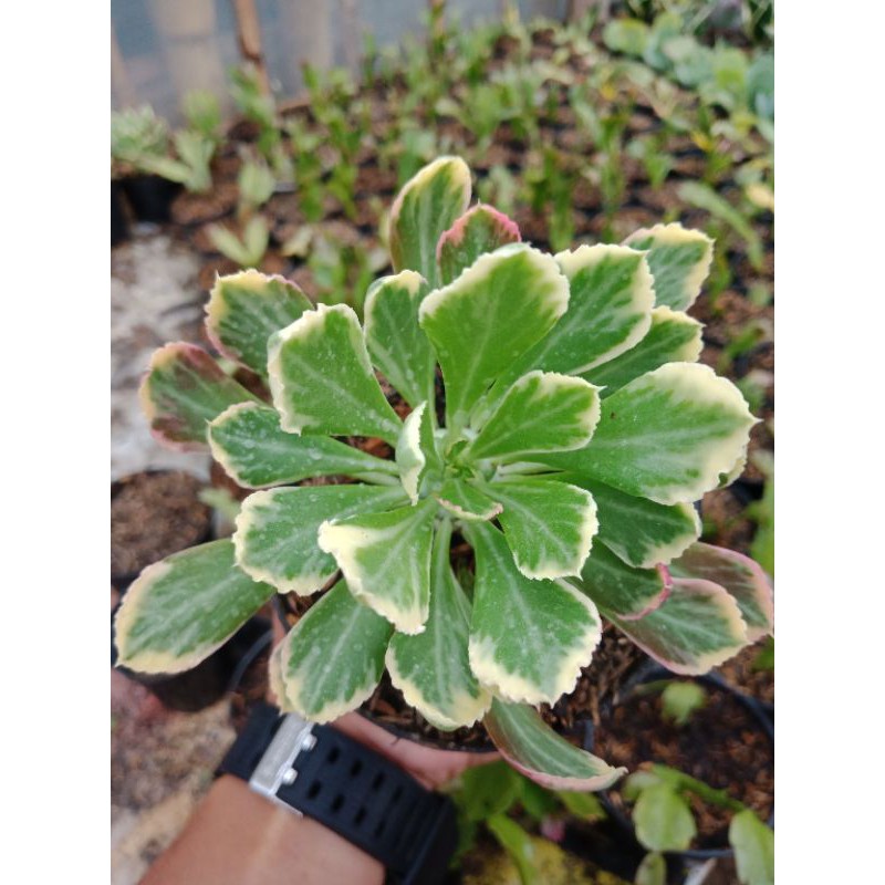 Tanaman Hias Sukulen Monadenium Import Thailand - Sukulen Bandung