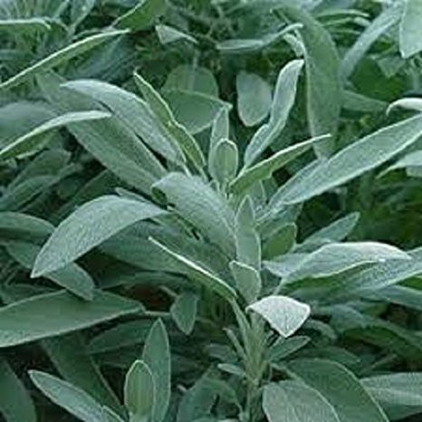 Benih-Bibit Herba Broadleaf Sage (Haira Seed)