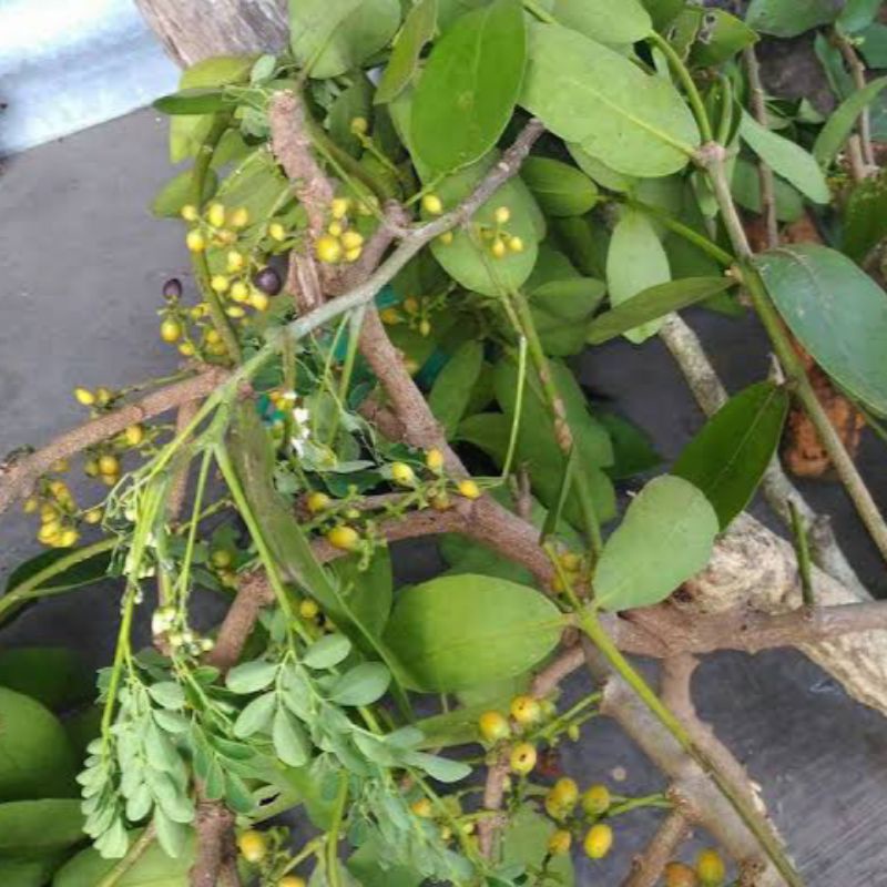 

Benalu Kelor Fres Segar 500Gram