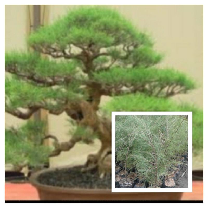 TANAMAN BAHAN BONSAI CEMARA UDANG ASLI BERKUALITAS