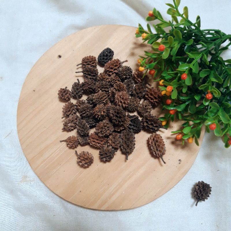 Biji duren durenan / biji cemara