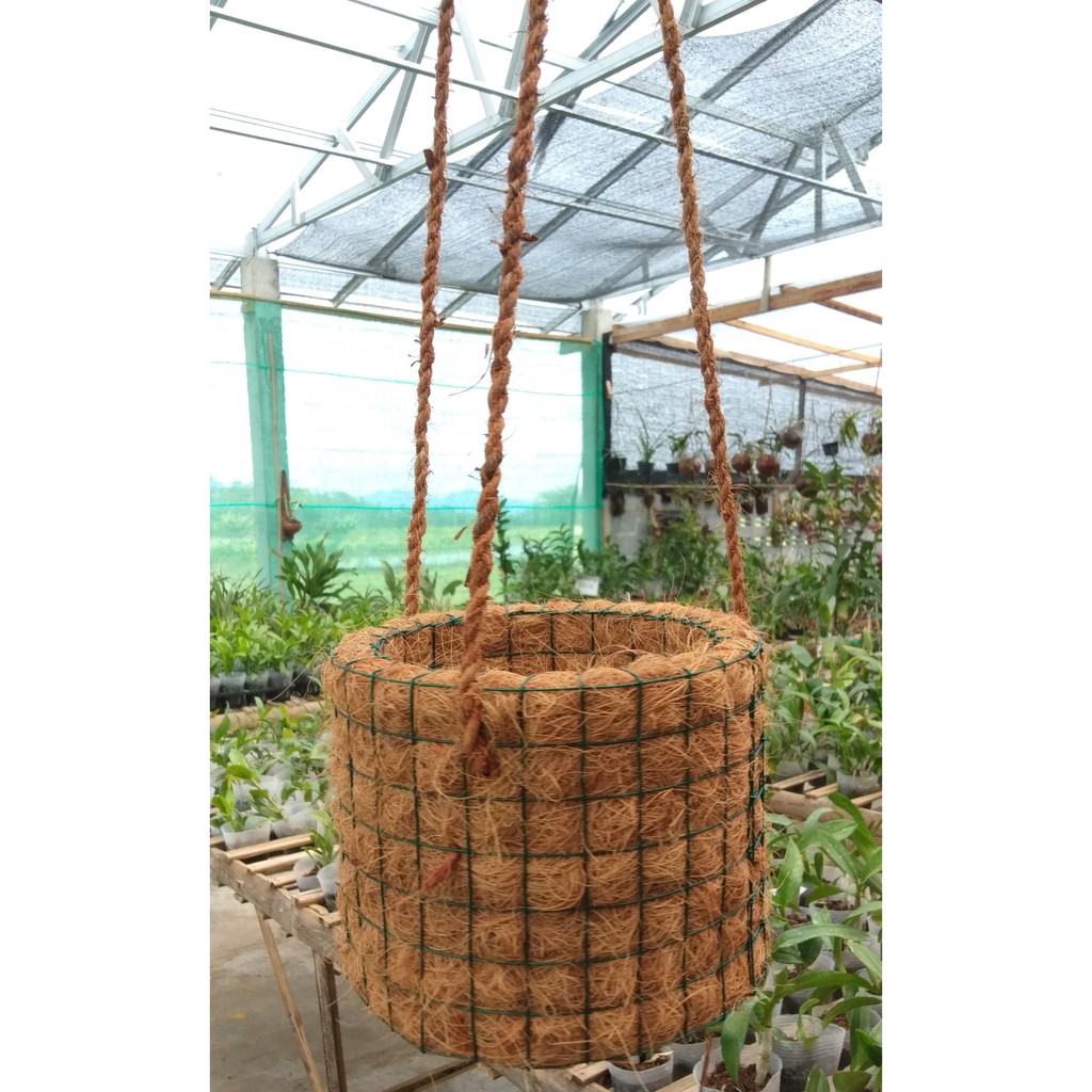 POT GANTUNG ANGGREK bulan denro catleya SILINDER