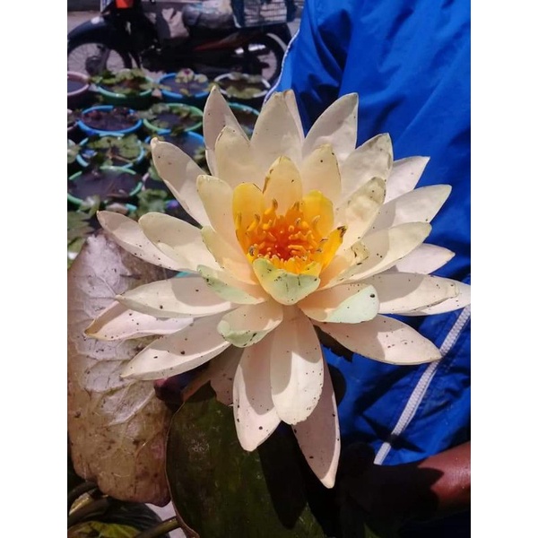Bunga air Teratai Kuning Emas  (Nymphaea lutea) - tanaman bunga air-tanaman kolam