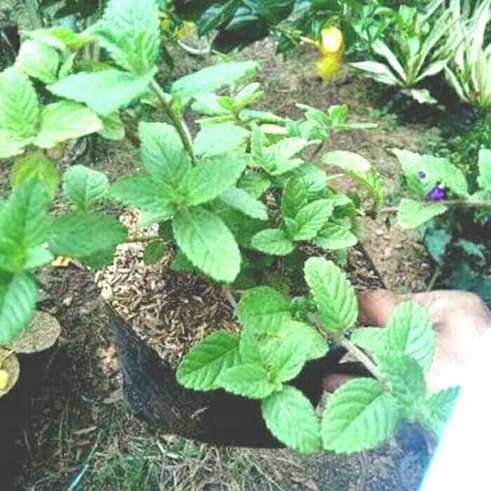 Bibit Tanaman  Daun  Cincau Hitam  Pohon Daun  Cincau 