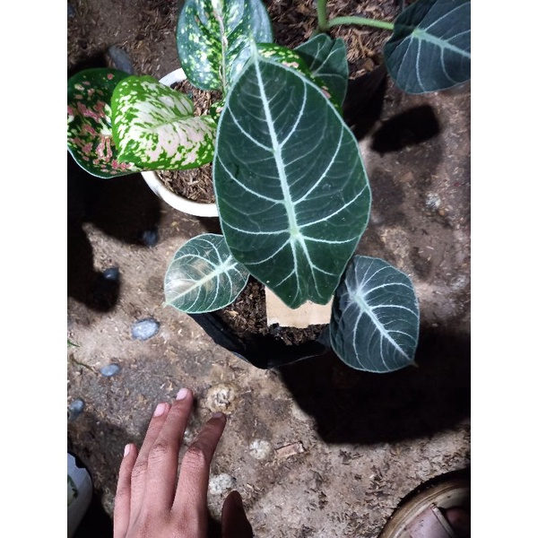 aglonema alocasia paket