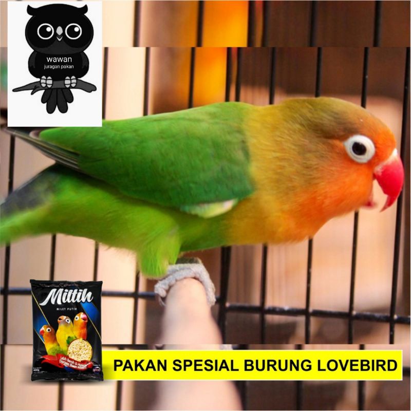 pakan burung lovebird miltih