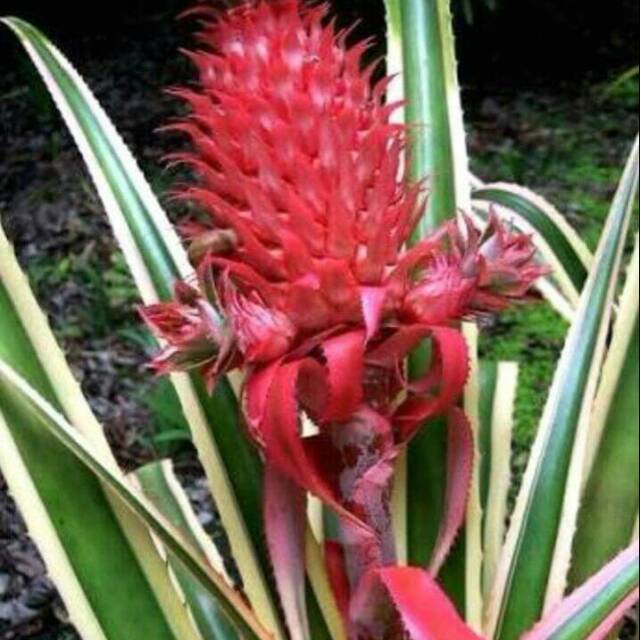 Bibit Nanas Merah