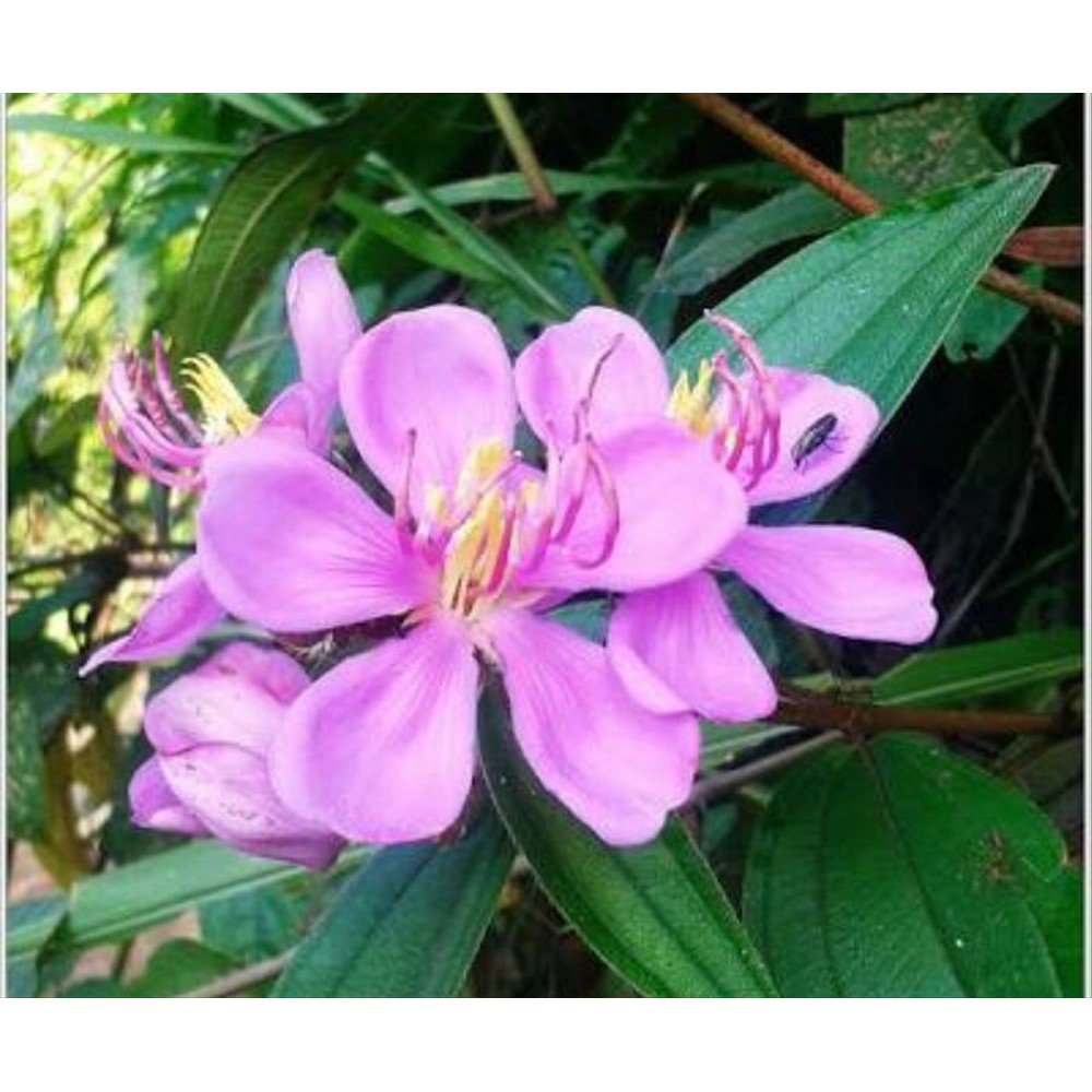 Tanaman Senggani Obat Herbal / pohon senggani