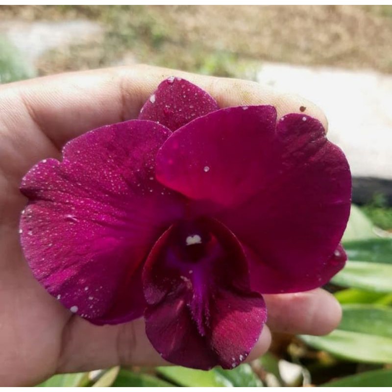 Pohon Anggrek Dendrobium Bunga Merah Maroon Spike / Anggrek Dendrobium Red Maroon