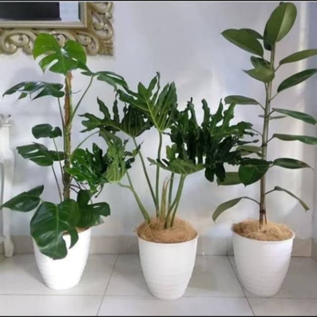 PAKET TANAMAN HIAS 3 JENIS TANAMAN HIAS