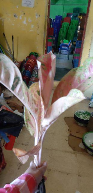 Aglonema Big Roy / Lulaiwan Ukuran Besar / Tananaman Hias Big Roy