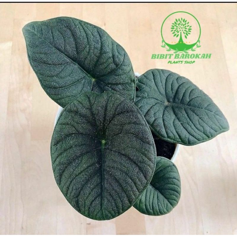 Alocasia Rhino Melo