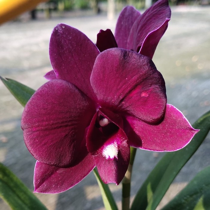 Bunga Anggrek Dendrobium Red Dragon