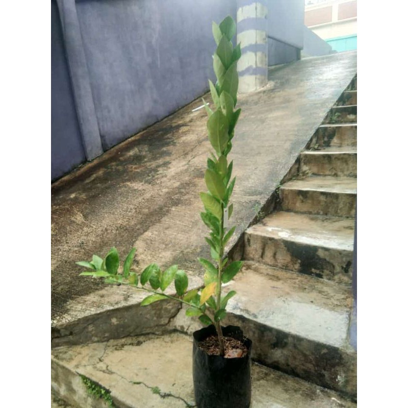 

jeruk lemon