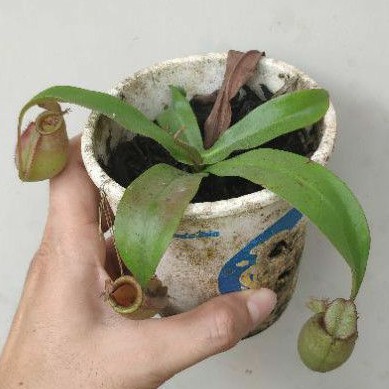 Nepenthes / kantong semar ampullaria x rowanae