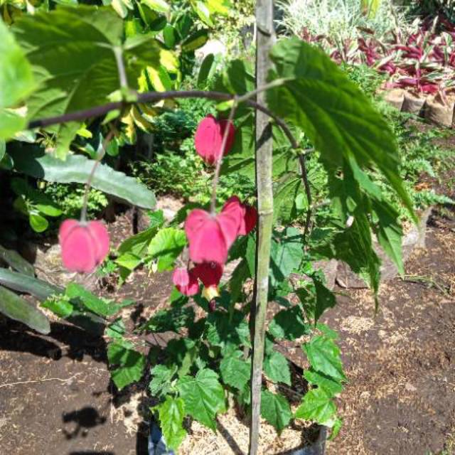 Tanaman Hias Cecenet