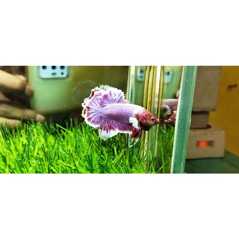 ikan cupang Dumbo ear lavender
