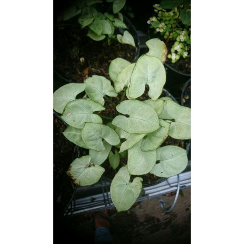 Tanaman Hias Singonium Kerdil Shopee Indonesia