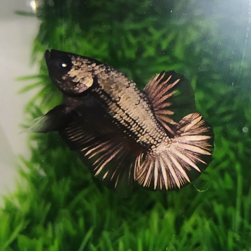 Cupang Avatar Gold Cooper Top Grade++