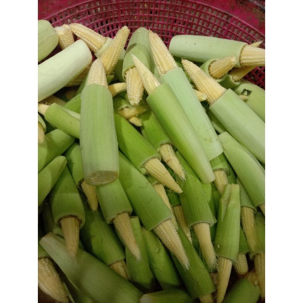 

jagung muda/jagung acar/soleng/ sayur segar 500 gram