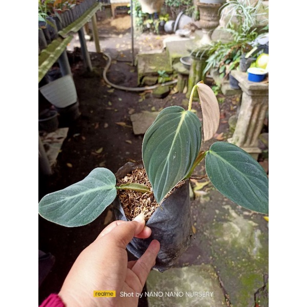 philodendron Gigas