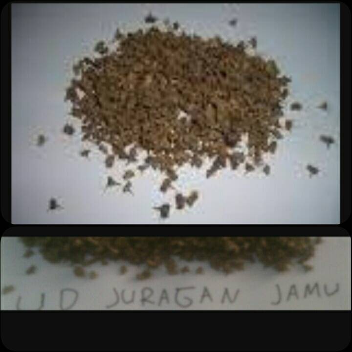Minuman Suplemen Herbal tribulus bubuk serbuk