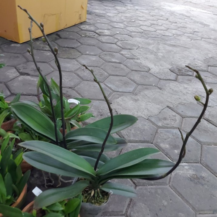 Anggrek bulan spike bunga Anggrek Anggrek berbunga Anggrek Bulan spike murah Anggrek bulan knop