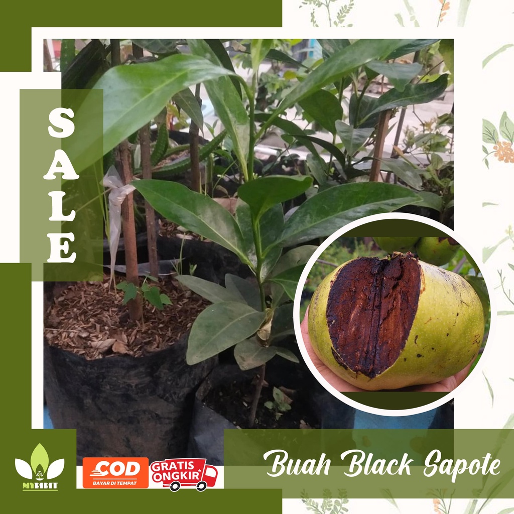 BIBIT BUAH BLACK SAPOTE KESEMEK HITAM