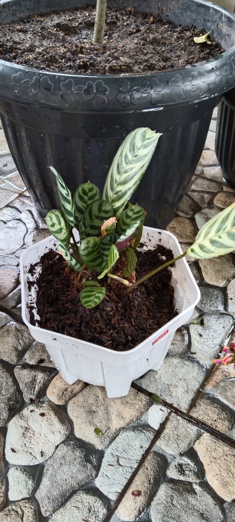 Tanaman Hias Calathea Stromata Atau Sepat Rimbun Murah