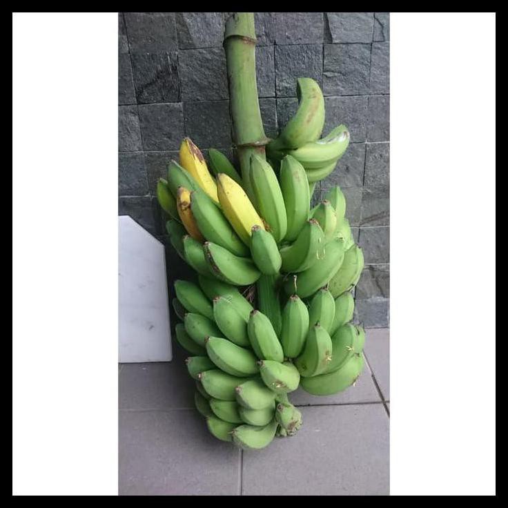 Jual Bibit Pisang Raja Buluh