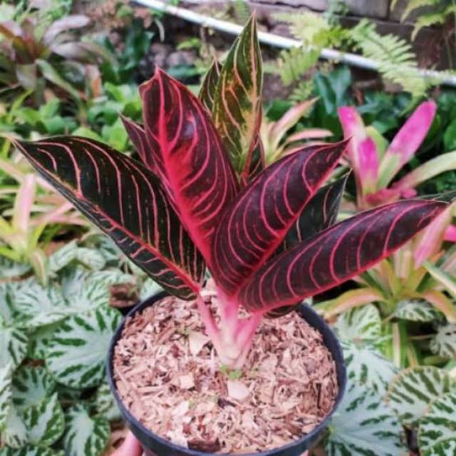 tanaman hias aglonema red Sumatra - aglonema red Sumatra - pride of sumatra