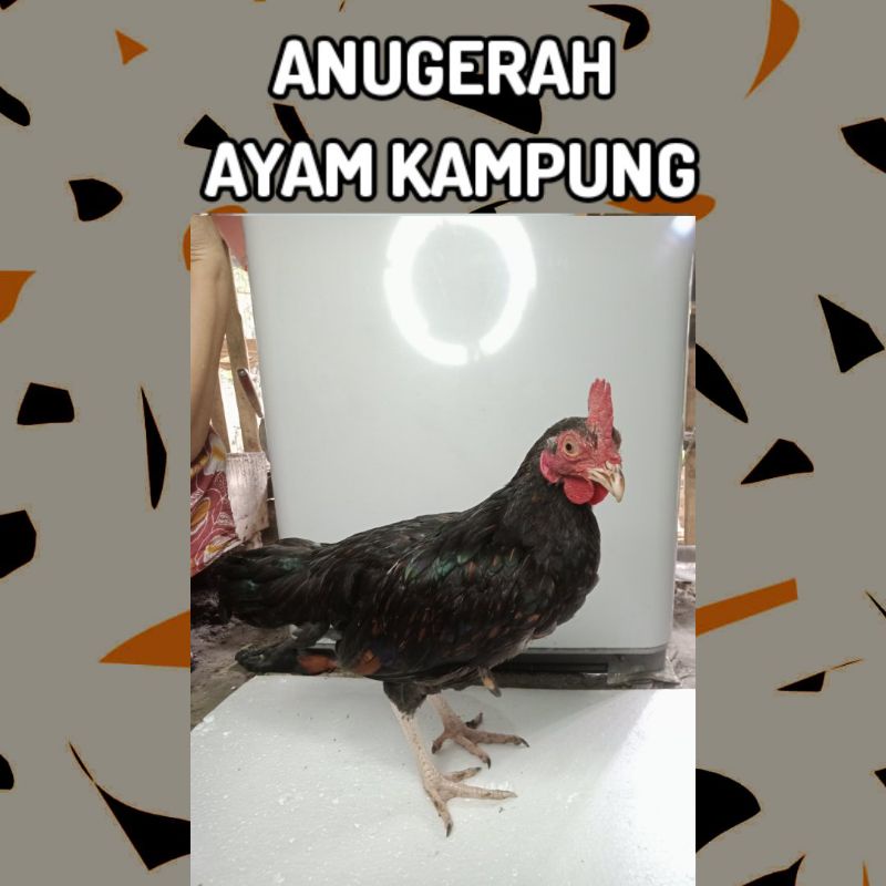 

Ayam Kampung 800 gram - Anugerah Ayam kampung