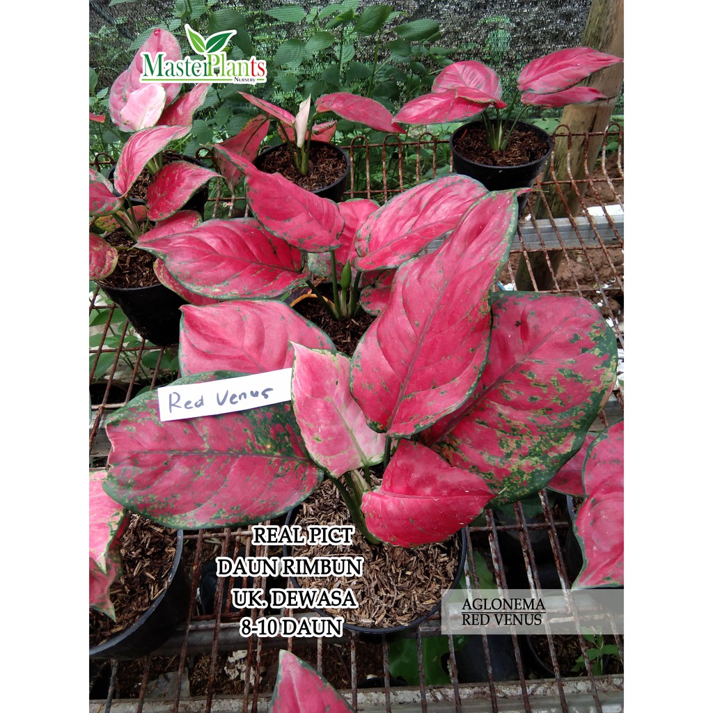 Aglonema Red Venus Dewasa Rimbun 7,8,9 Daun UP